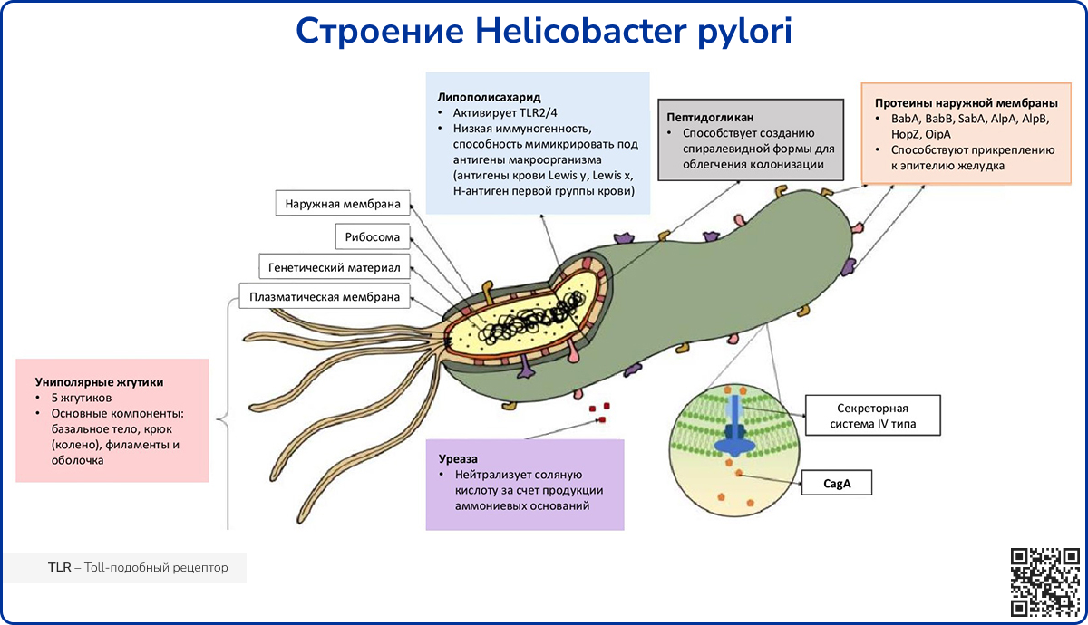 Как H. pylori влияет на человека, и может ли человек повлиять на неё?